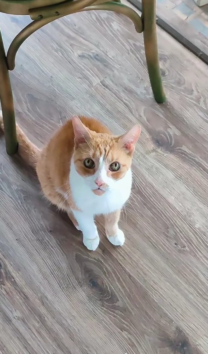 CryptoogleLLC's tweet image. When you realize the cat runs the house... and the camera knows it too. 😼📸

#CatStare #CatAttitude #MeowMode #CaturdayEveryday #FelineFine #CatsofInstagram #PetPortraits #WhiskerWednesday #PurrfectPose #MariettaPets #GeorgiaCats #FluffyBoss #PetStagram #CatEyes #InstaCat