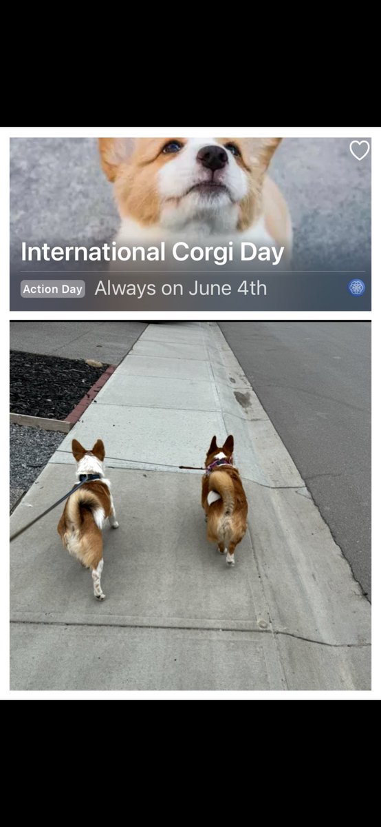 CoryJoy's tweet photo. To all the corgis out there! Happy International Corgi Day 🫶🏼🐾🥰❣️🙌 #InternationalCorgiDay https://t.co/6wUE4gtNa6
