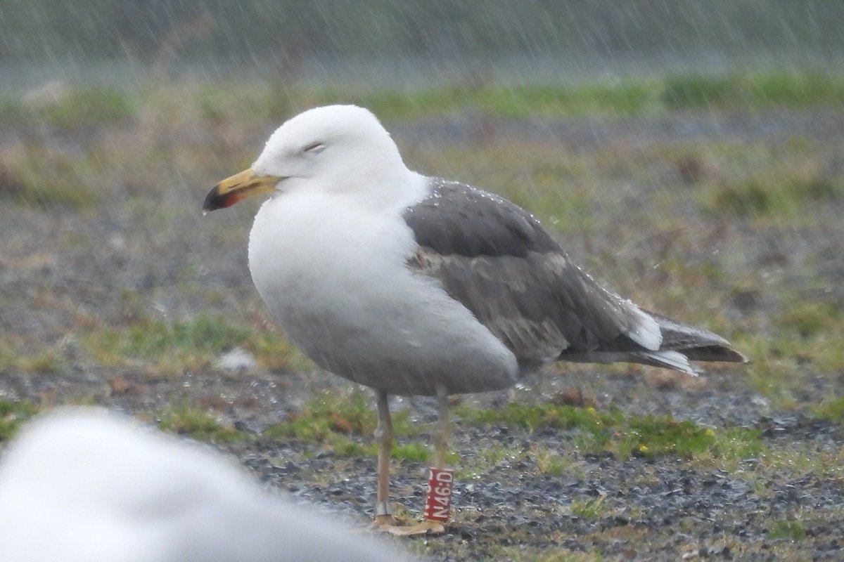 Graham Prole (@grahamprole) on Twitter photo We ring quite a few #LesserBlackBackedGull but don't get many resightings back in Ireland. This one was ringed in 2023 in Clondalkin and in the heavy rain this evening was at <a href="/TCSTallaght/">Tallaght Community School</a>. Only one record from 2023, seen in Cork on migration to Iberia or Africa. #TeamGull We ring quite a few #LesserBlackBackedGull but don't get many resightings back in Ireland. This one was ringed in 2023 in Clondalkin and in the heavy rain this evening was at <a href="/TCSTallaght/">Tallaght Community School</a>. Only one record from 2023, seen in Cork on migration to Iberia or Africa. #TeamGull