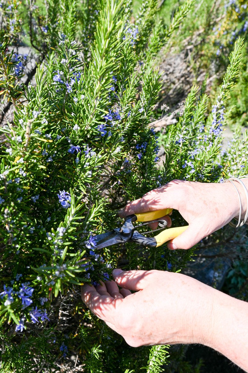 Celebrating World Environment Day

This #WorldEnvironmentDay, we’re proud to highlight our Edible Garden, lovingly cared for by Head Gardener Jennifer O’Rourke. Our garden supplies fresh, organic herbs, microgreens, and seasonal flowers to our kitchen and bar.

Sustainability is