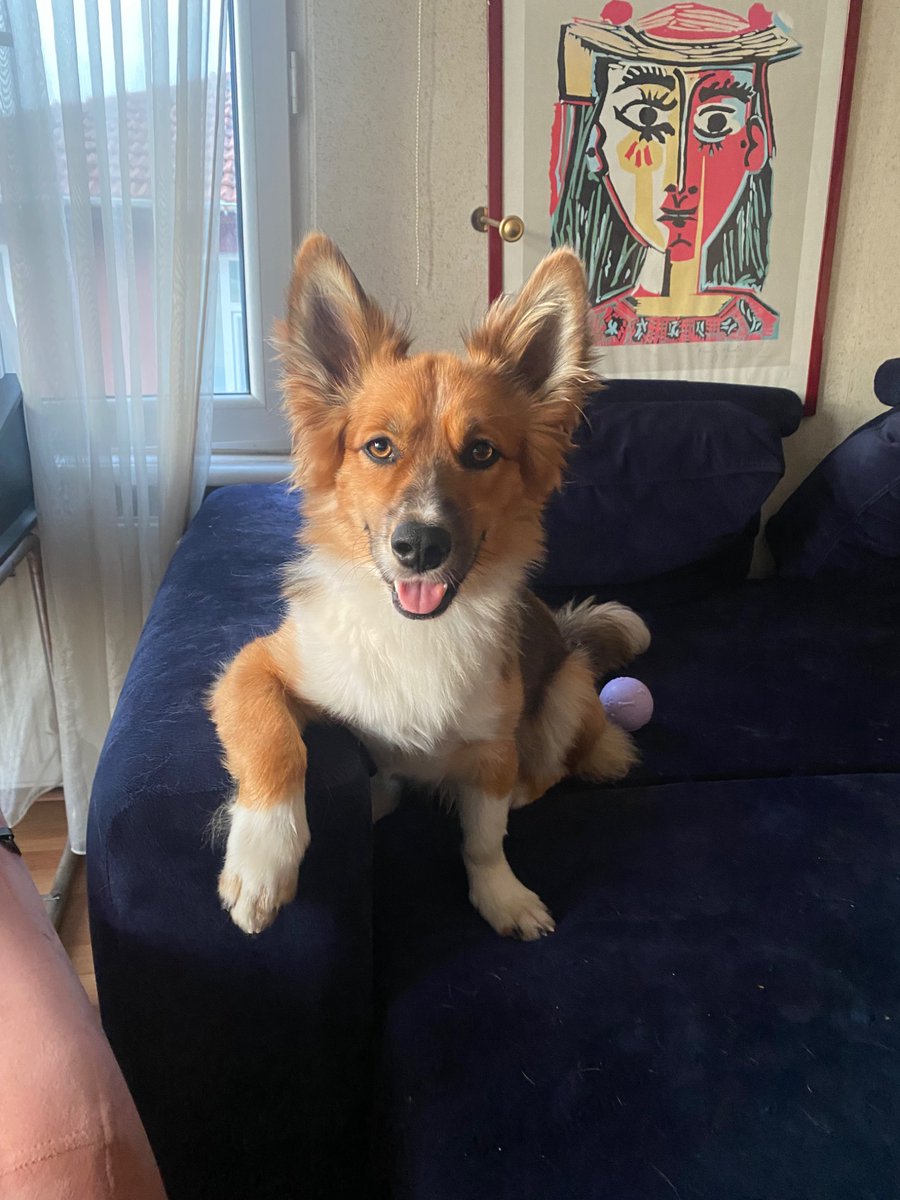 Bugün international corgi day’miş kutlu olsun 💖✨❤️