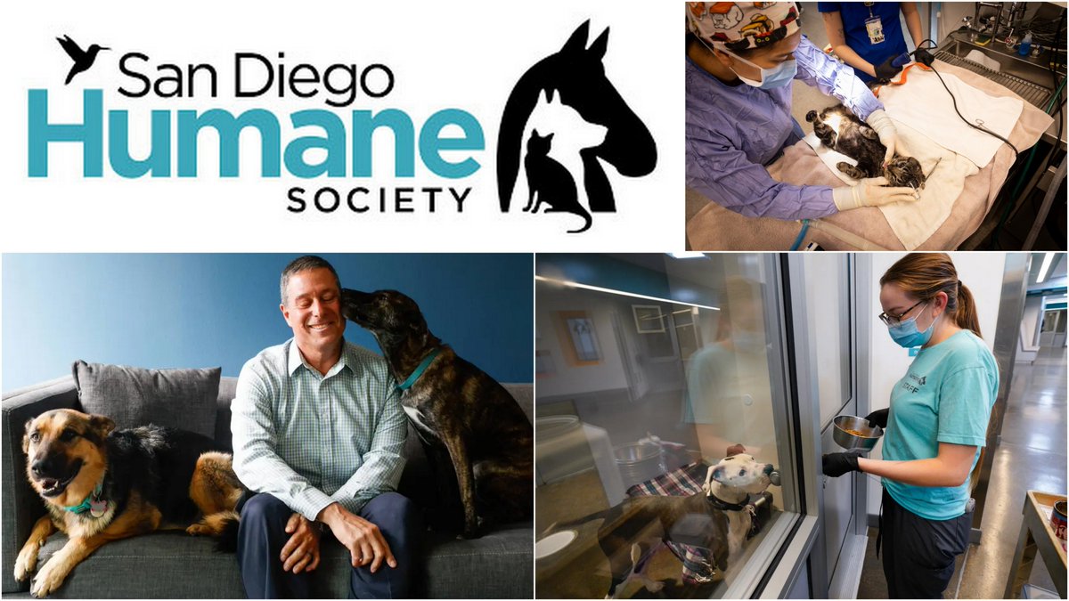 WHOA...Chief executive Gary Weitzman collected $488,000 in base pay last year! 🤑

San Diego Humane Society @SDhumane receiving growing criticism.

Grand jury report, proposed budget cut bring new scrutiny.

Meanwhile, activists and volunteers say the Humane Society is not doing