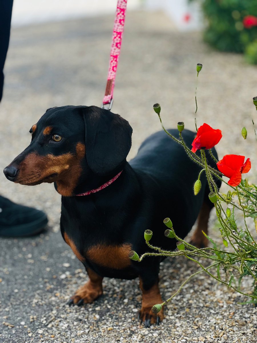 BibiRippon's tweet image. 🐾 Bella today 🐾 ❤️
#Dachshunds