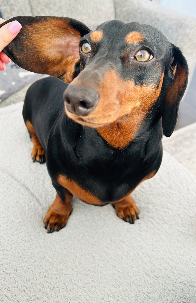 BibiRippon's tweet image. 🐾 Bella today 🐾 ❤️
#Dachshunds