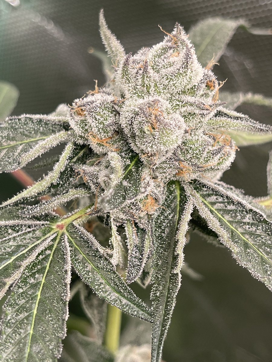 Jacked full of fems. #OCRuntz <a href="/irvineseedco/">Irvine Seed Company</a>