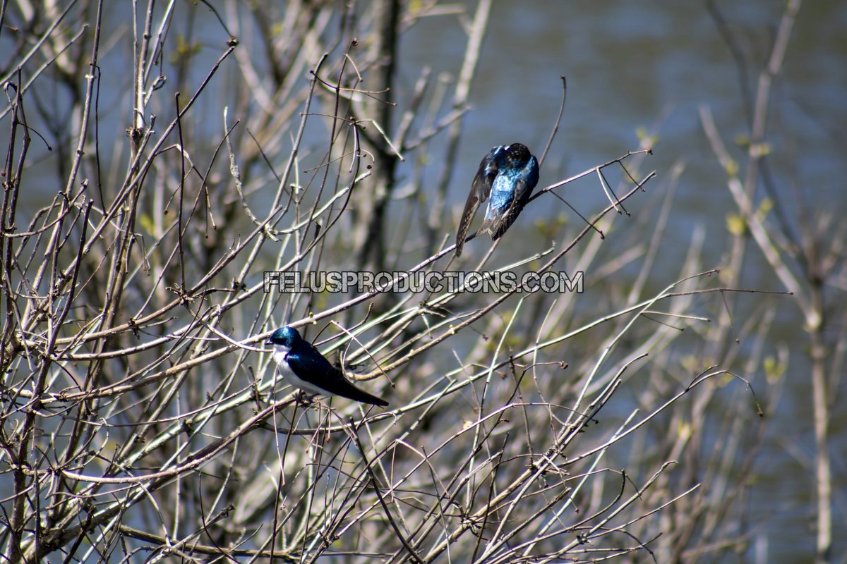 ripka_lance's tweet image. Tree Swallows are fast and it’s hard to find them sitting still but when you do you can actually see their gorgeous shining blue feathers.

#treeswallow #birds #outdoors #photography #Pennsylvania