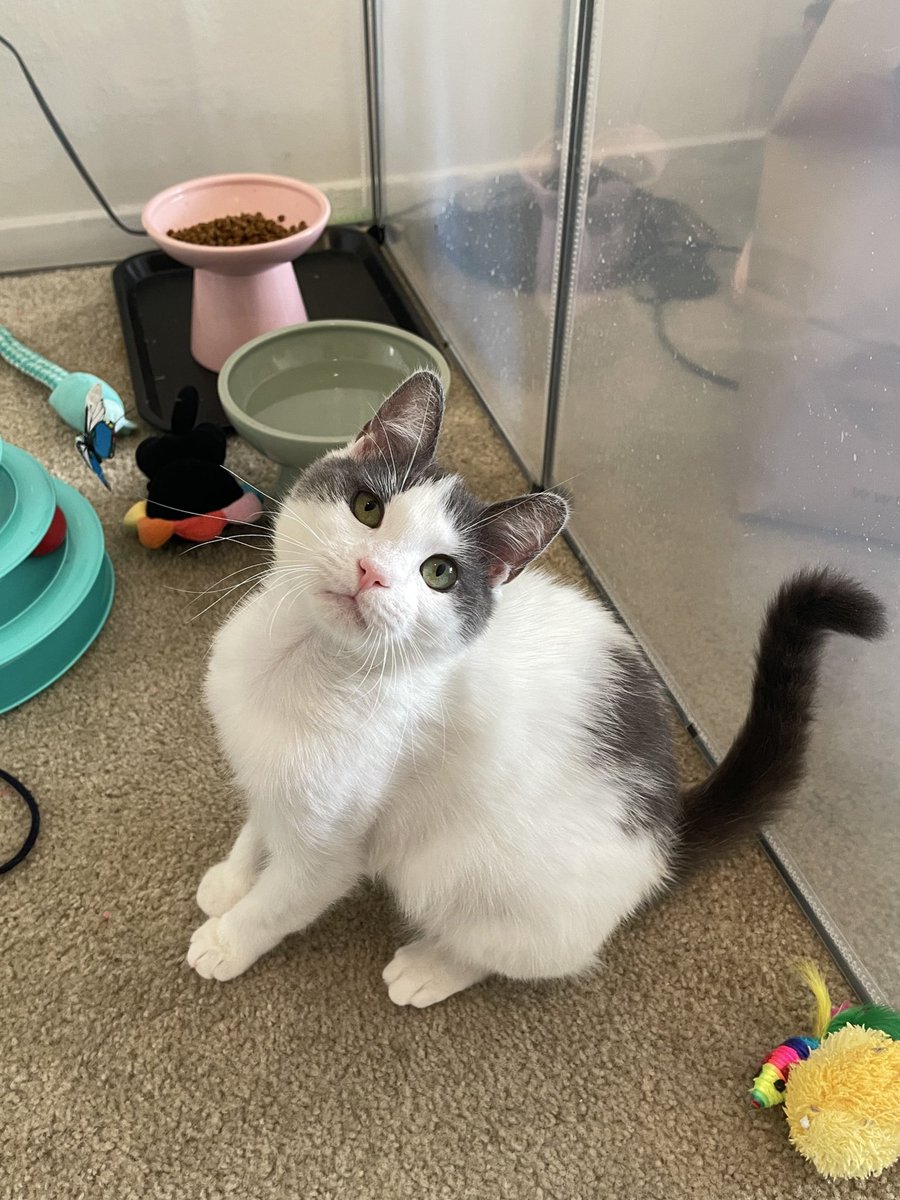 Friends of Bear Cat Rescue tweet media
