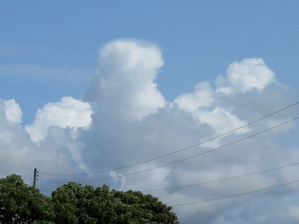 A smooth pileus cap on this growing #Cumulus today over #JerseyCI. The milky sky in the last 2 or 3 days is caused by smoke particles in the higher atmosphere coming from Canadian forest fires