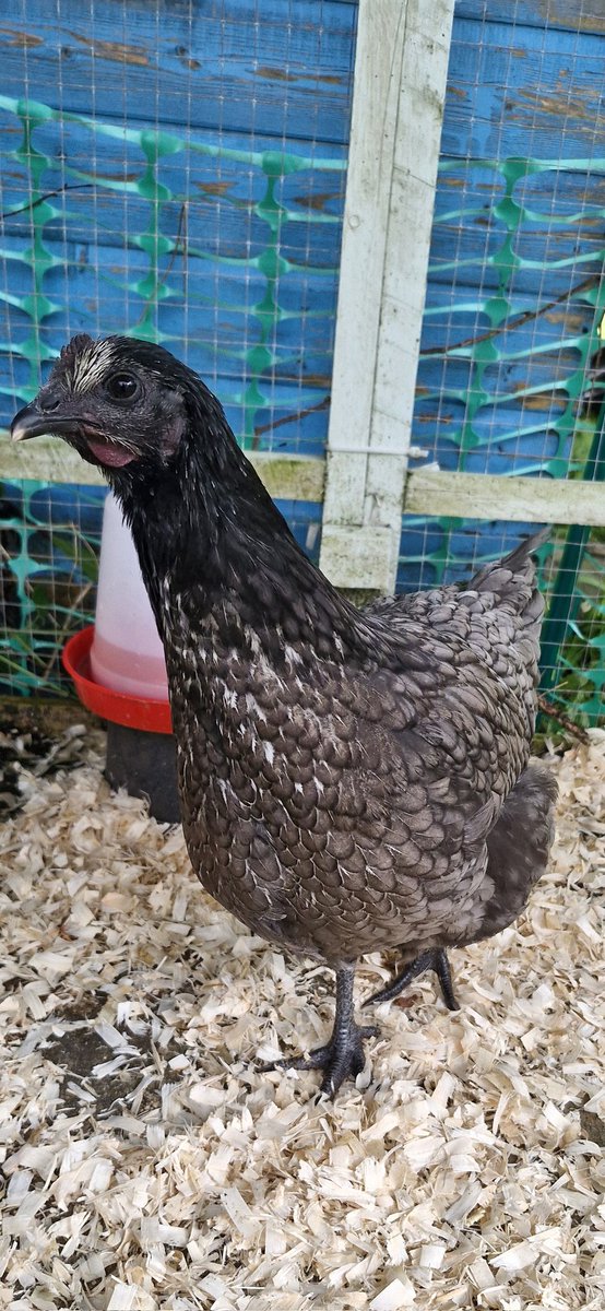 hi, this is belle, she's new here