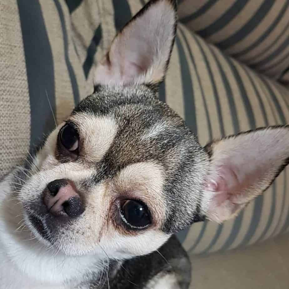 $CHISKY - Chihuahua Husky 🐶 tweet media