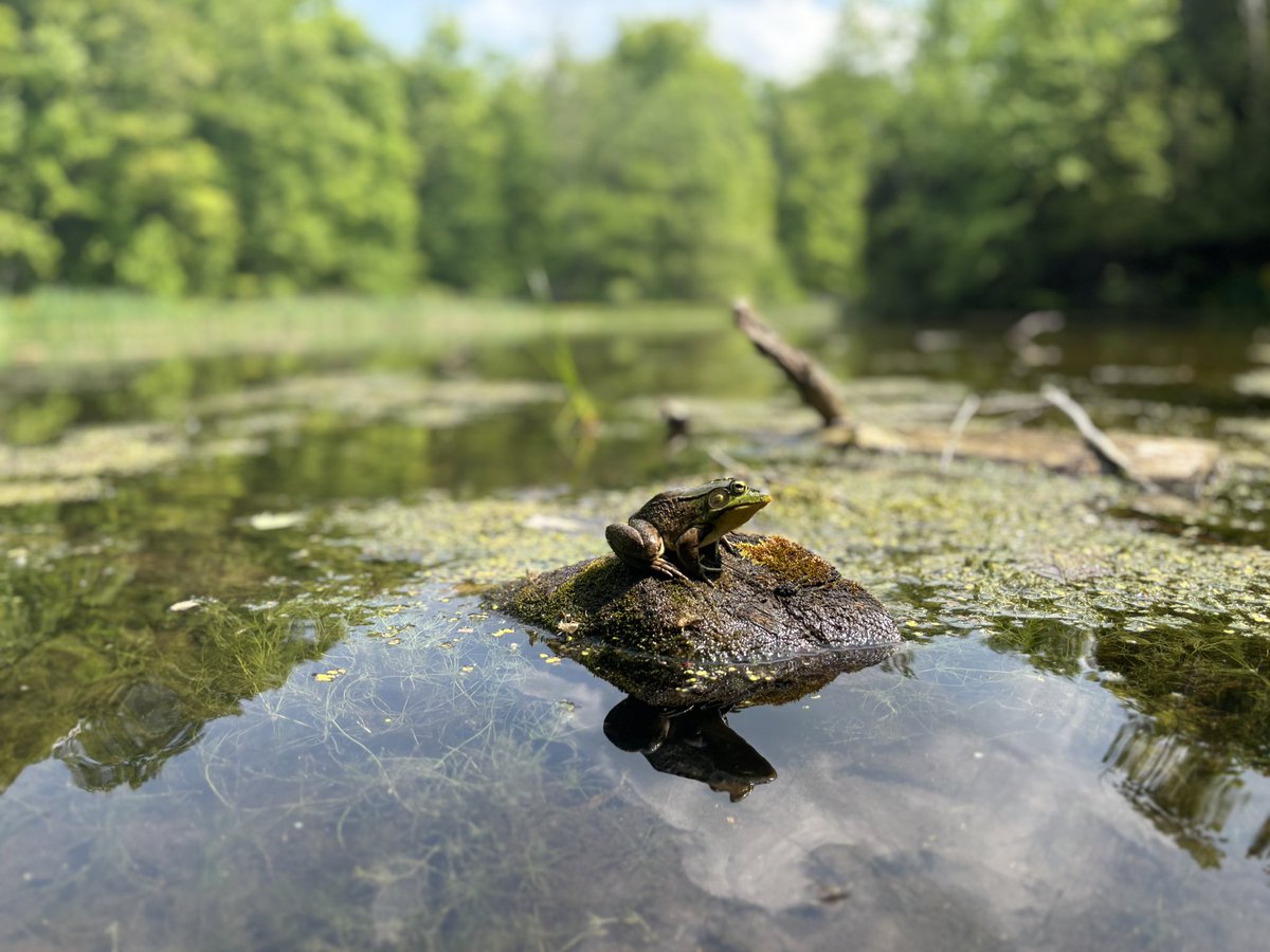 Fred the frog and his fellow froggy friends were out in full force today at the pond #SilverCreekCritters #KeepWonderingandStayCurious