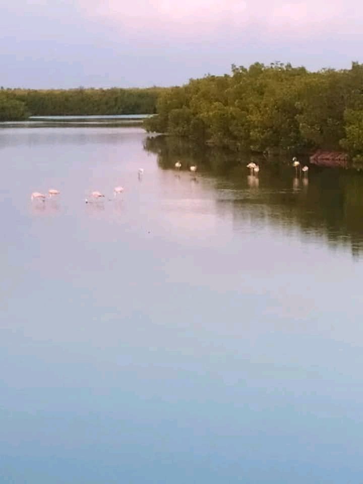 La migración de flamencos rosados al ecosistema costero de la Península de Ancón en Trinidad de #Cuba es un regalo de la naturaleza por el Día Mundial del Medio Ambiente este 5 de junio.
#SanctiSpíritusEnMarcha