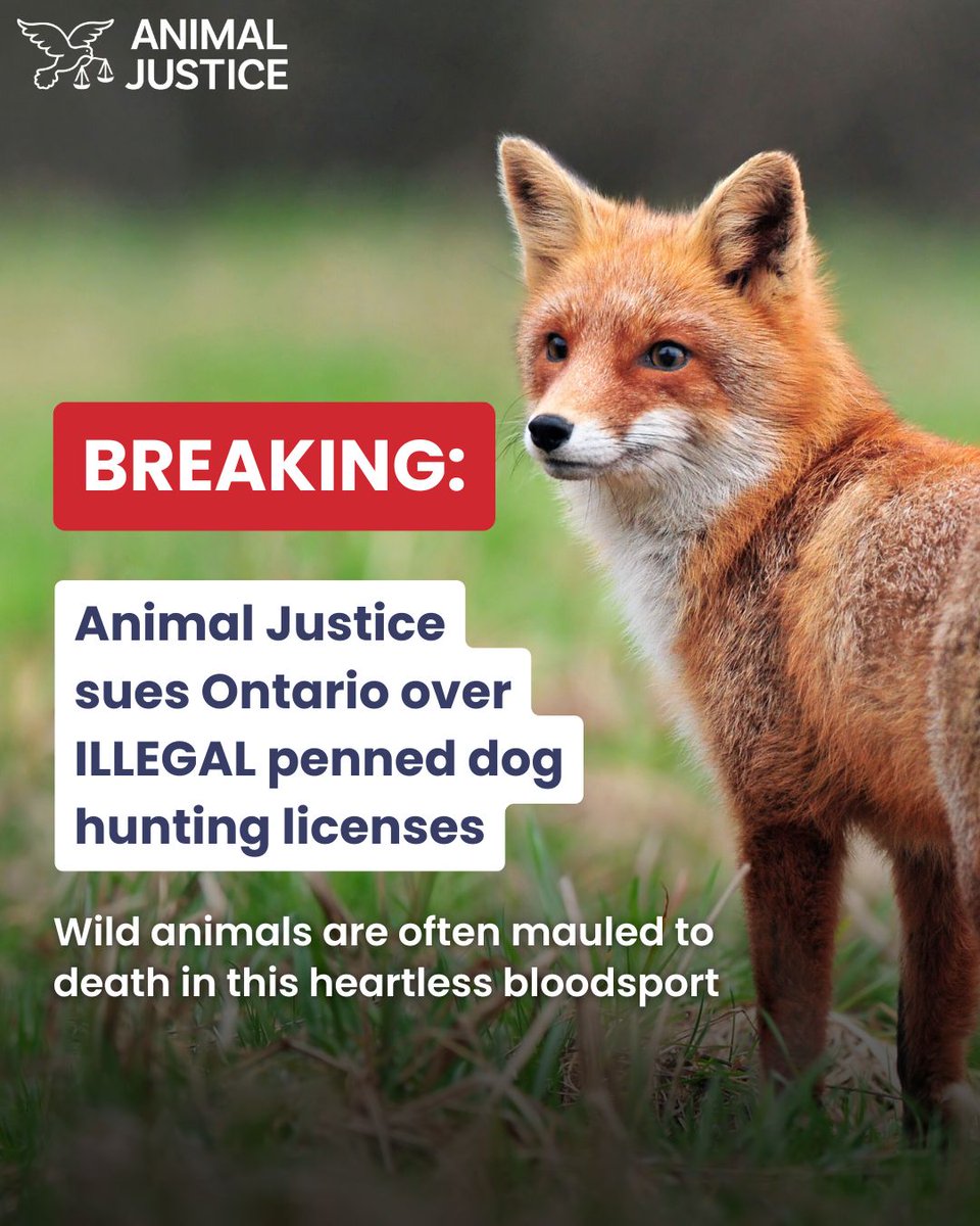 BREAKING: Animal Justice is suing Ontario for issuing penned dog hunting licences that appear to violate wildlife laws. We're asking the court to CANCEL 3 licences that let owners set large dog breeds loose in pens with red foxes—used as LIVE BAIT in contests 🦊⚠️
