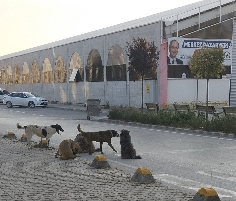 Prof.Dr. Nilüfer Sabuncuoğlu (@nilufersabuncu) on Twitter photo Bir şehiri, başıboş köpeğe boğmak için,
Birkaç merhametli (!) kişi yeterlidir.
Sayelerinde, yeryüzüne yağmurlar inmekte, başaklar büyümektedir.
Düzce ⬇️
<a href="/Akparti/">AK Parti</a> <a href="/RTErdogan/">Recep Tayyip Erdoğan</a> <a href="/AliYerlikaya/">Ali Yerlikaya</a> <a href="/TC_icisleri/">T.C. İçişleri Bakanlığı</a> <a href="/fevzickr/">Fevzi Çakır</a> <a href="/duzce_valiligi/">Düzce Valiliği</a> Bir şehiri, başıboş köpeğe boğmak için,
Birkaç merhametli (!) kişi yeterlidir.
Sayelerinde, yeryüzüne yağmurlar inmekte, başaklar büyümektedir.
Düzce ⬇️
<a href="/Akparti/">AK Parti</a> <a href="/RTErdogan/">Recep Tayyip Erdoğan</a> <a href="/AliYerlikaya/">Ali Yerlikaya</a> <a href="/TC_icisleri/">T.C. İçişleri Bakanlığı</a> <a href="/fevzickr/">Fevzi Çakır</a> <a href="/duzce_valiligi/">Düzce Valiliği</a>