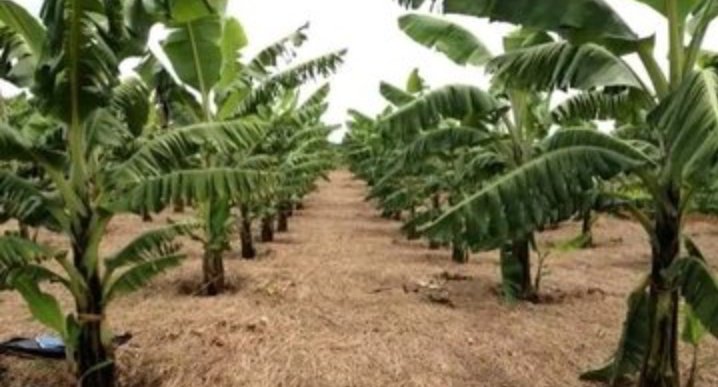 Mulching increases crop yields while protecting the environment. 
Adopt mulching and enjoy farming. ✍️
#LetsFarmTogether