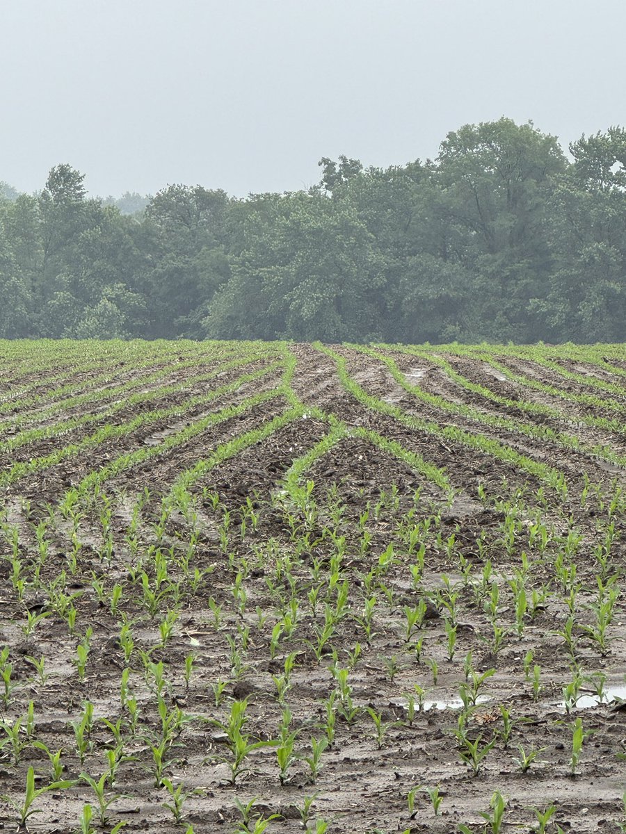 Gavin Spoor tweet media