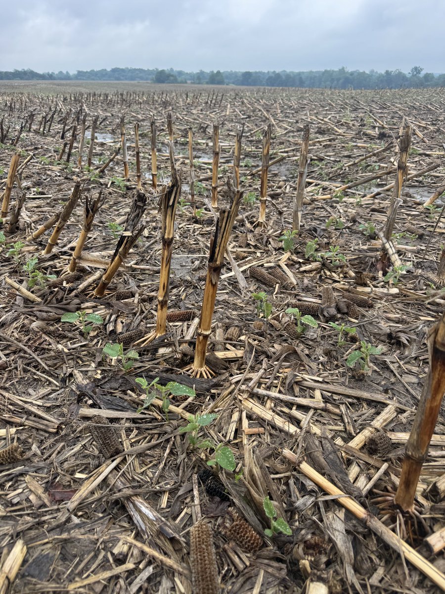 Gavin Spoor tweet media