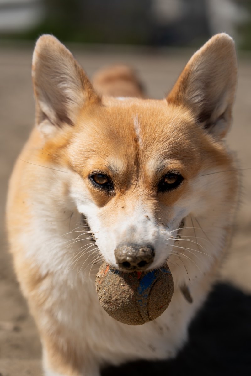 FHatlak's tweet photo. Liška (bi)polární se rozhodla, že nás nejspíš 20.-22.6. vyveze do Prahy. Co dát nějaký pražskobrněnský corgisraz?

#OrkaTheCorgi #twilisky #corgicrew #welshcorgipembroke https://t.co/baPMuRq3Di