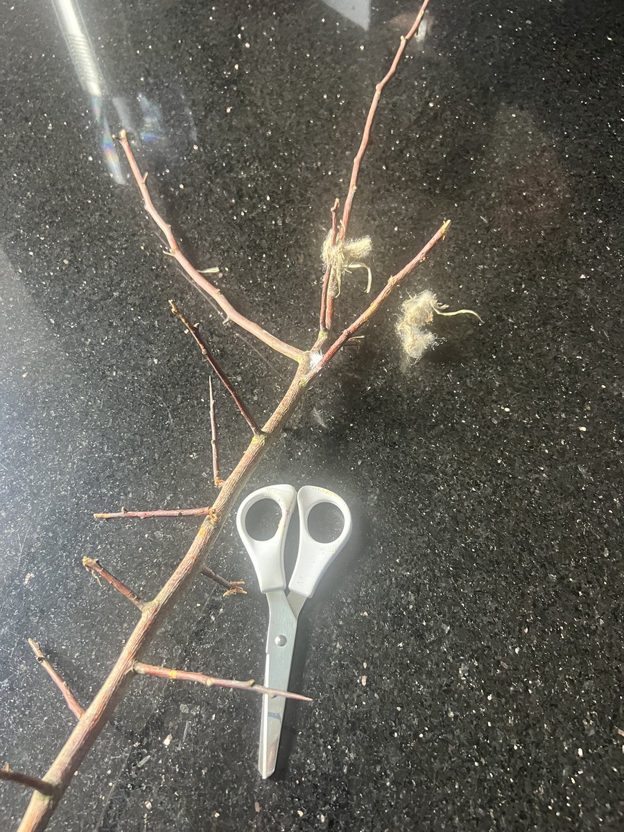 Jane Hardy (Crazy seal lady/ BDMLR Medic) (@janehardlyever) on Twitter photo This poor lapwing was entangled on a very sharp twig. Despite this it could still fly. Exhausted & emaciated, I managed to catch it. Now with <a href="/Pawzforthought/">Pawz For Thought</a> #Lapwing <a href="/RSPBEngland/">RSPB England</a> #wildliferescue <a href="/NTBirdClub/">Northumberland & Tyneside Bird Club</a> <a href="/ForShorebirds/">Space for Shorebirds Northumberland</a> This poor lapwing was entangled on a very sharp twig. Despite this it could still fly. Exhausted & emaciated, I managed to catch it. Now with <a href="/Pawzforthought/">Pawz For Thought</a> #Lapwing <a href="/RSPBEngland/">RSPB England</a> #wildliferescue <a href="/NTBirdClub/">Northumberland & Tyneside Bird Club</a> <a href="/ForShorebirds/">Space for Shorebirds Northumberland</a>