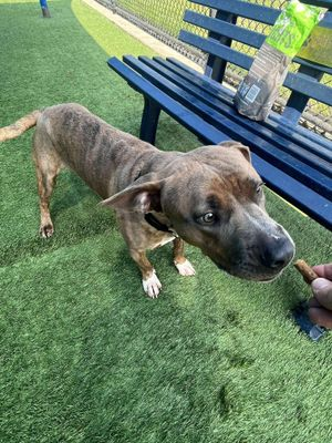 🆘LAST CALL‼️NEED AN EMAIL NOW WON'T MAKE IT OUT ALIVE
DIES TODAY 6/4 #DallasTX 
Sparrow #A1243132
1 YR VOLUNTEER FAVE SOCIAL NO ONE WANTS HIM OVER 70 DAYS
adopt.adopets.com/pet/d3cc9760-8…
#DogsOfTwitter #Carrollton #Frisco #FlowerMound #Garland #Denton #Allen #Austin #Coppell #Texas