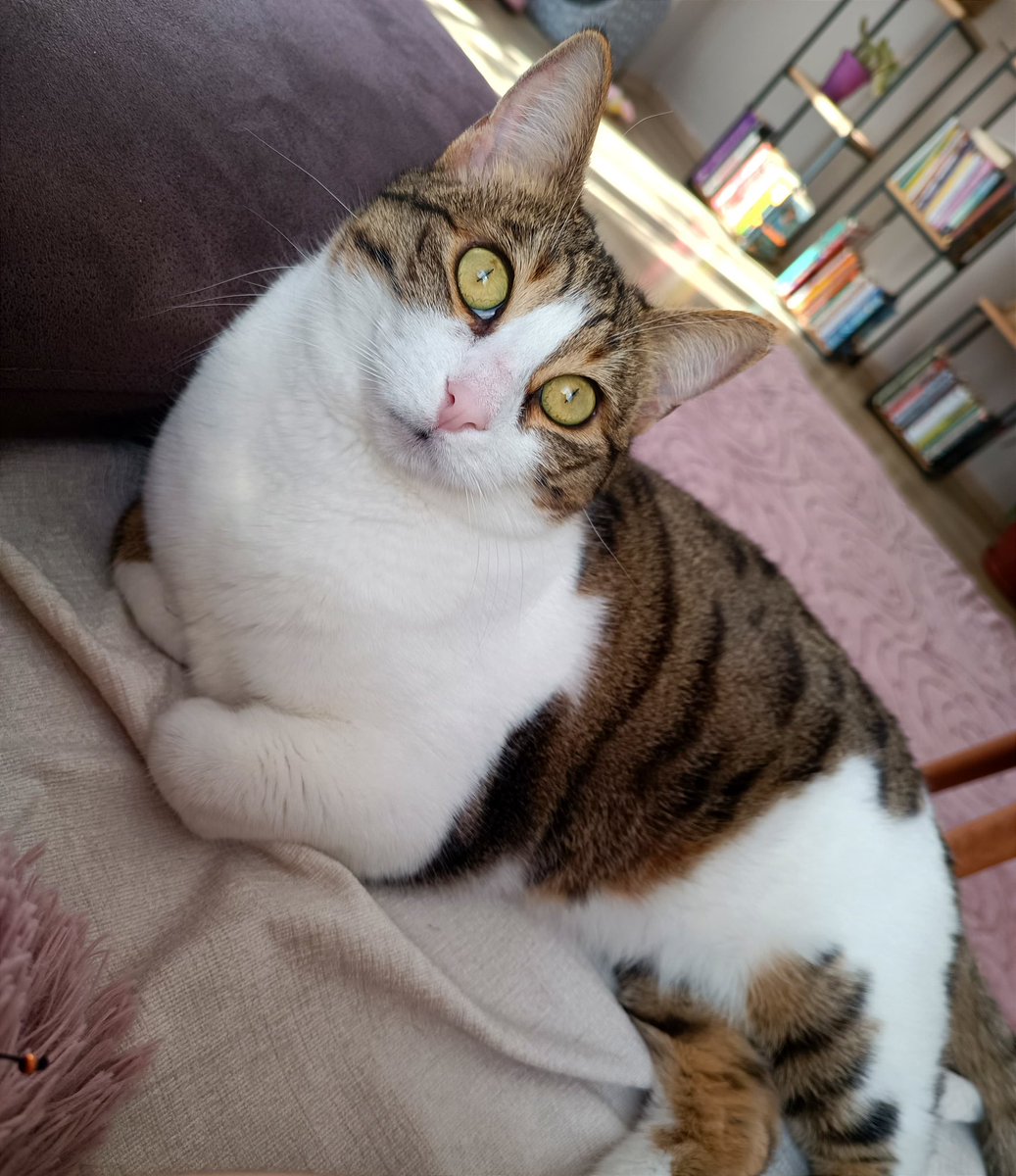 Bugün çok üzücü bir ilanla geldim çünkü şansı çok az. 8 yaşında, dişi, kısır. İsmi Cesi. Cesi, evdeki çocuğun alerjisi nedeni ile evinden gönderilmiş ve şu an geçici bir yerde kalıyor. Ankara’da. Haydi hep beraber Cesiyi yeniden evlendirelim 🧡🧡