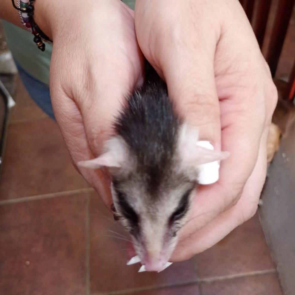 Algunos de los tlacuaches rescatados esta temporada por la ciudadanía y la organización Tlacuatzín Rescue Guanajuato Capital ❤️