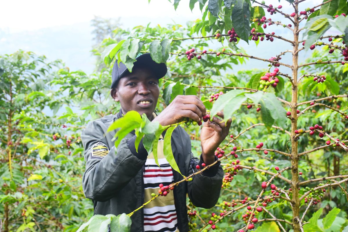 In the framework of our ongoing media tour,journalists today visited a 40-ha coffee plantation. Farmers report the good productivity which has helped to improve their livelihoods.

Media Tour is one of our key strategies for transferring knowledge &amp; sharing the results achieved.