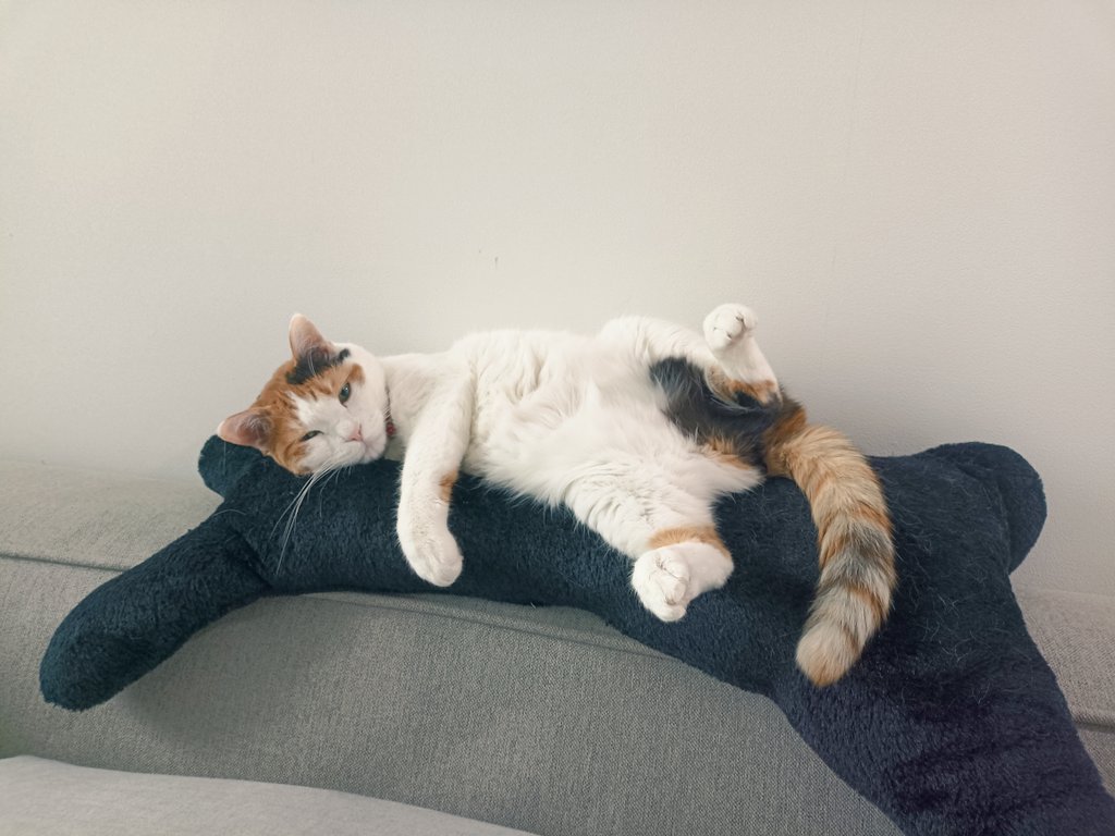 인간적으로 난 고양이 안좋아하는데 얘는 진짜 귀엽다.