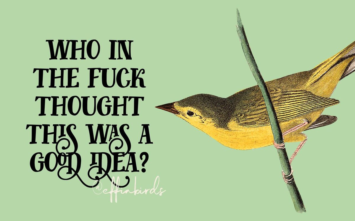 Effin' Birds (@effinbirds) on Twitter photo 