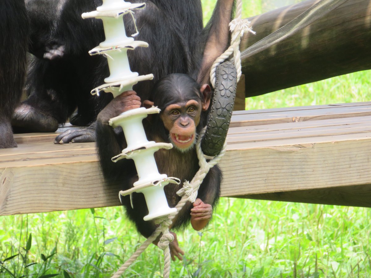 楽しそうなシジミちゃん #チンパンジー #多摩動物公園