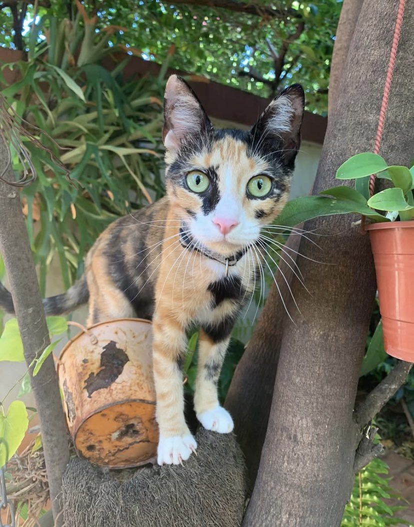 paonfdc's tweet photo. Estoy buscando a mi gatita Frida, si alguien la ve me puede avisar 0972167420 - con recompensa 
Es un poco miedosa y tiene la puntita de la cola dobladita. Porfa compartan también🙏🏽 https://t.co/Kahm2k3wwM