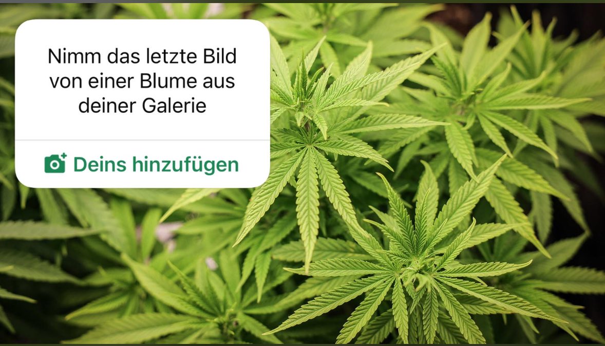 WhatsApp Status Geblödel erledigt! 😎