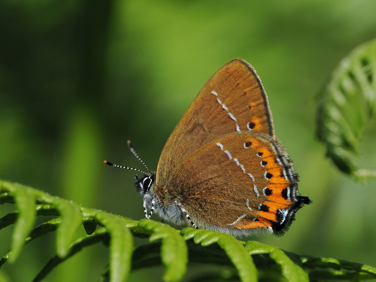 Mike Gibbons (@cloudedyellows) on Twitter photo One of many Black Hairstreak seen at Ditchling, Sussex on Monday. One estimate was at least 50. There were as many slightly worn adults as there were mint fresh ones. They were really active coming down until 18.00 at least. A stunning butterfly. <a href="/savebutterflies/">Butterfly Conservation 🦋</a> @BCSussex One of many Black Hairstreak seen at Ditchling, Sussex on Monday. One estimate was at least 50. There were as many slightly worn adults as there were mint fresh ones. They were really active coming down until 18.00 at least. A stunning butterfly. <a href="/savebutterflies/">Butterfly Conservation 🦋</a> @BCSussex