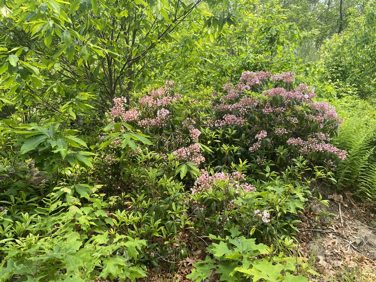 laurel’s a bloomin’ in there under the smoky sky ✌️