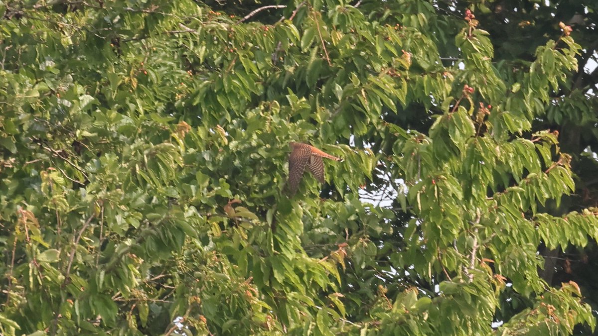 MidlandsBirder's tweet image. This female Marsh Harrier arrived just as I was leaving Grimley this morning, did a bit of a circuit of the area before dropping into the reeds. The hepatic Cuckoo, as difficult & elusive as ever, made a brief appearence before a male moved her off towards Thorngrove #WorcsBirds