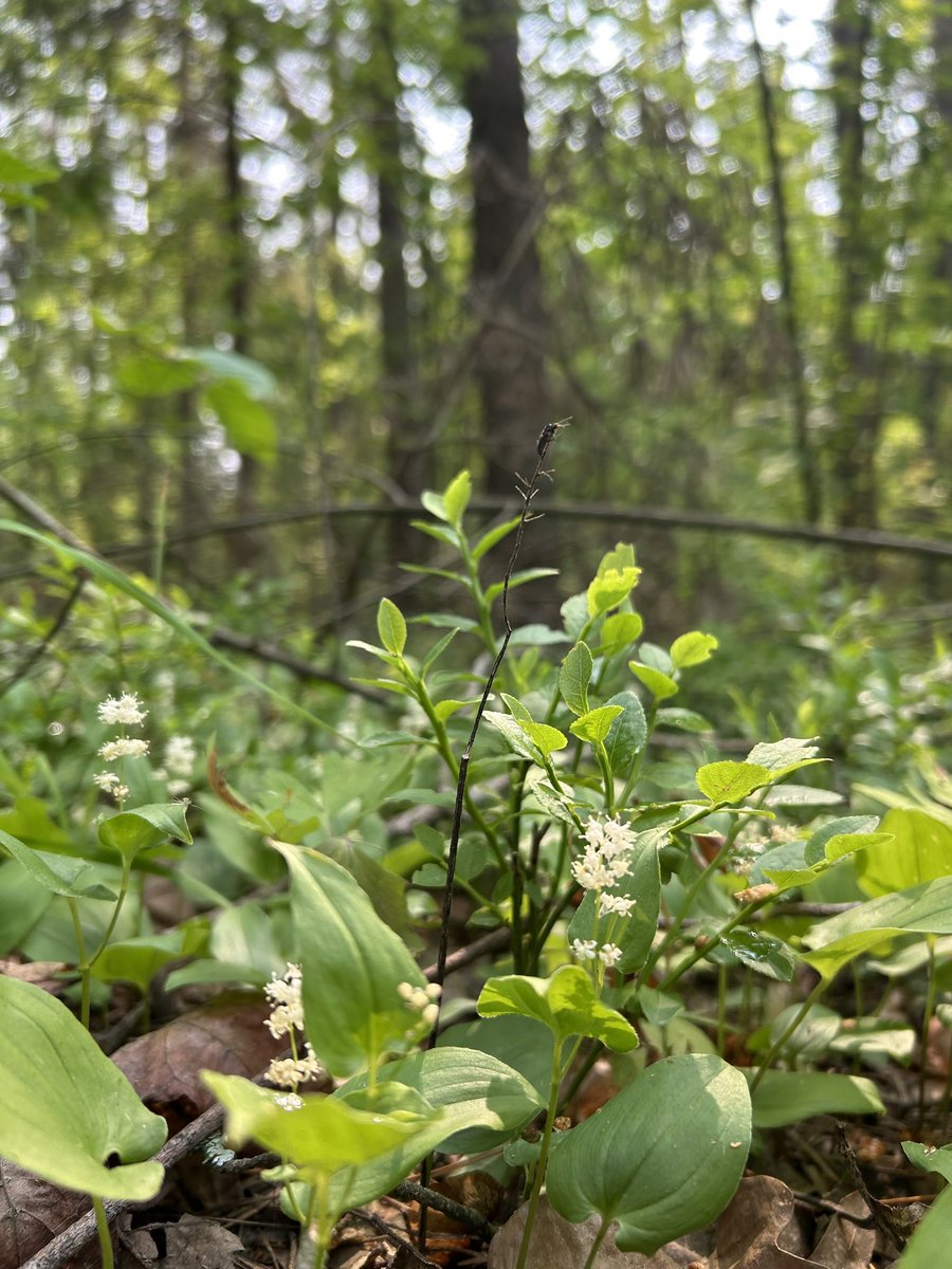 Less known nice forest plant Maianthemum bifolium