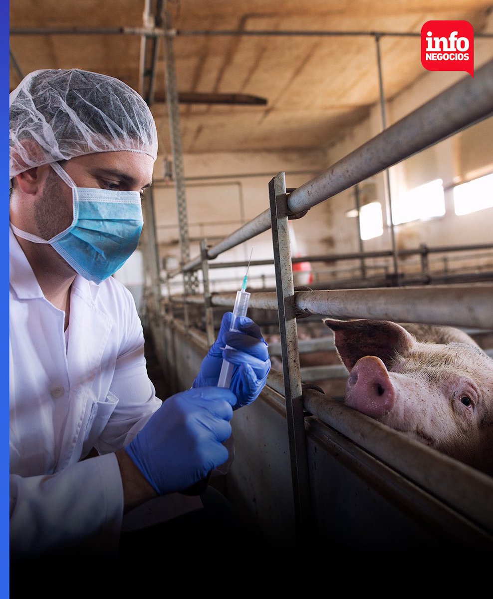 🐄 #InfoGanaderia |

🐂🇵🇾 La genética bovina paraguaya conquista el mundo: Nelore y Brangus de élite llegan a Guatemala y Argentina. 

infonegocios.com.py/infobrand/neig…