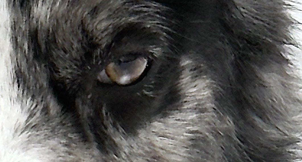 graydogofficial's tweet photo. The look before the storm.
He knows. And the moment is near.

#btc #SolanaMemeCoin https://t.co/AGGMXdExxL