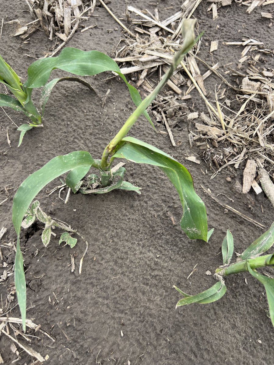 Love Hate relationship with cover crops. Don’t like planting into them. Love them month later when blowing dirt cuts off corn and now hate them with the year of the wheat stem maggot. 👎🏽 #wheatstemmaggot