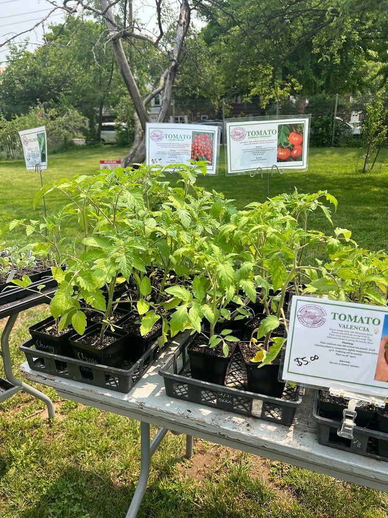 Stock up on juicy strawberries, lavender, and nutrient-rich nettles; plus starter plants to grow your own! Summer’s prime time for tomatoes visit our Farmstand and discover over 8 different varieties for homegrown flavor all season!