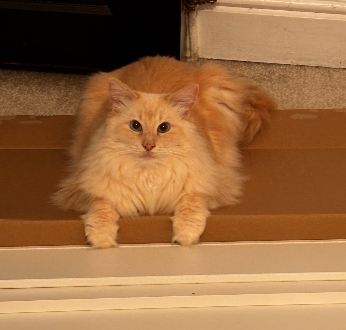 SignorDexter's tweet image. Italian word of the day 🇮🇹 is….

FISSARE 

which means: ‘stare’! 

Adoro fissare = I LOVE TO STARE