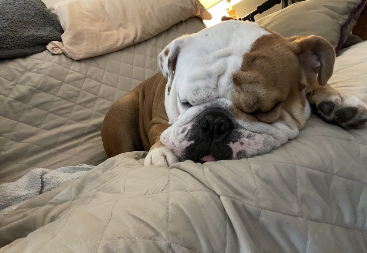 Just a quick nap 😴  What do you think Jack's dreaming of?