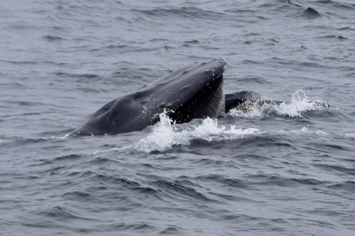 Vincent Ammann tweet media