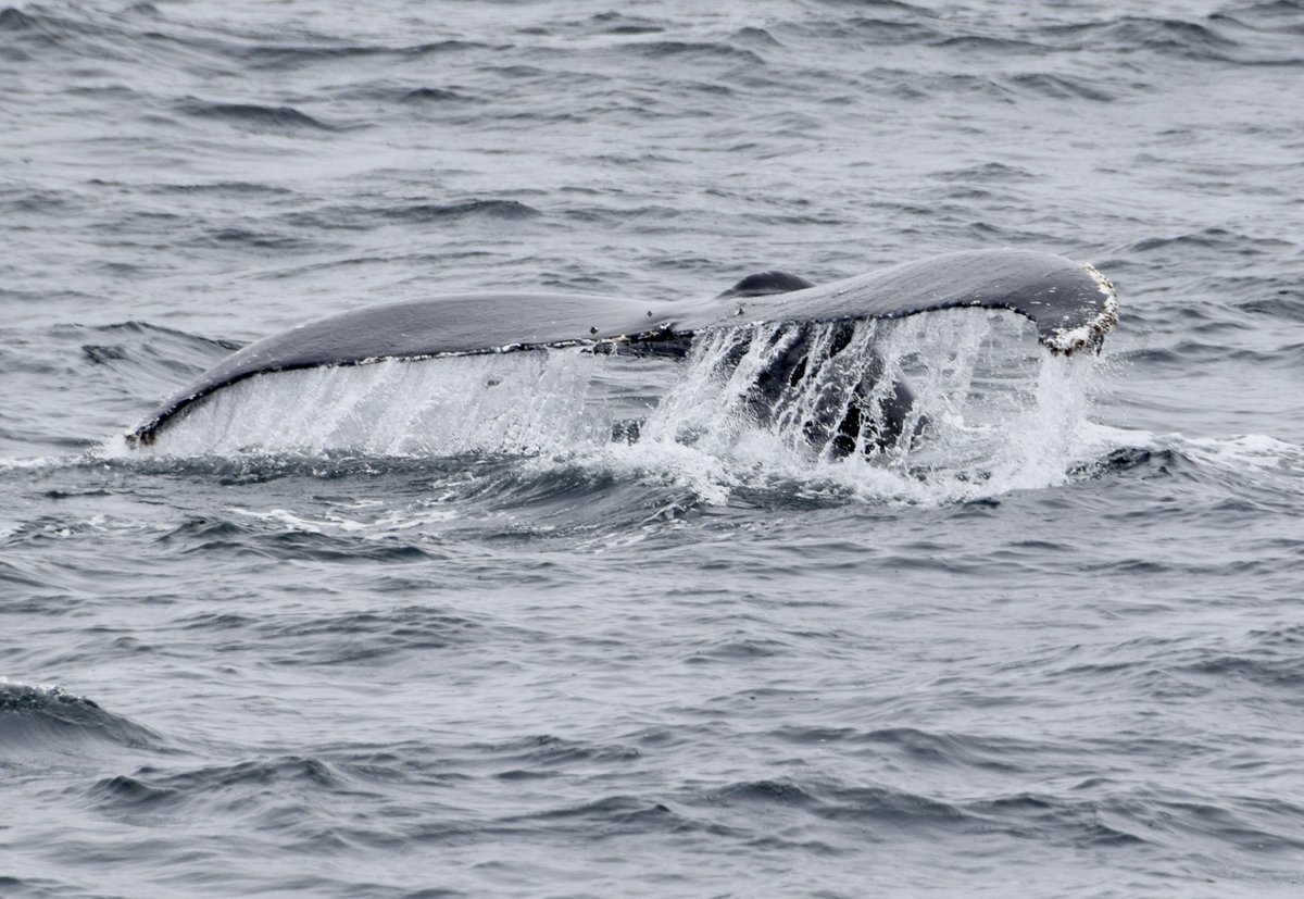 Vincent Ammann tweet media