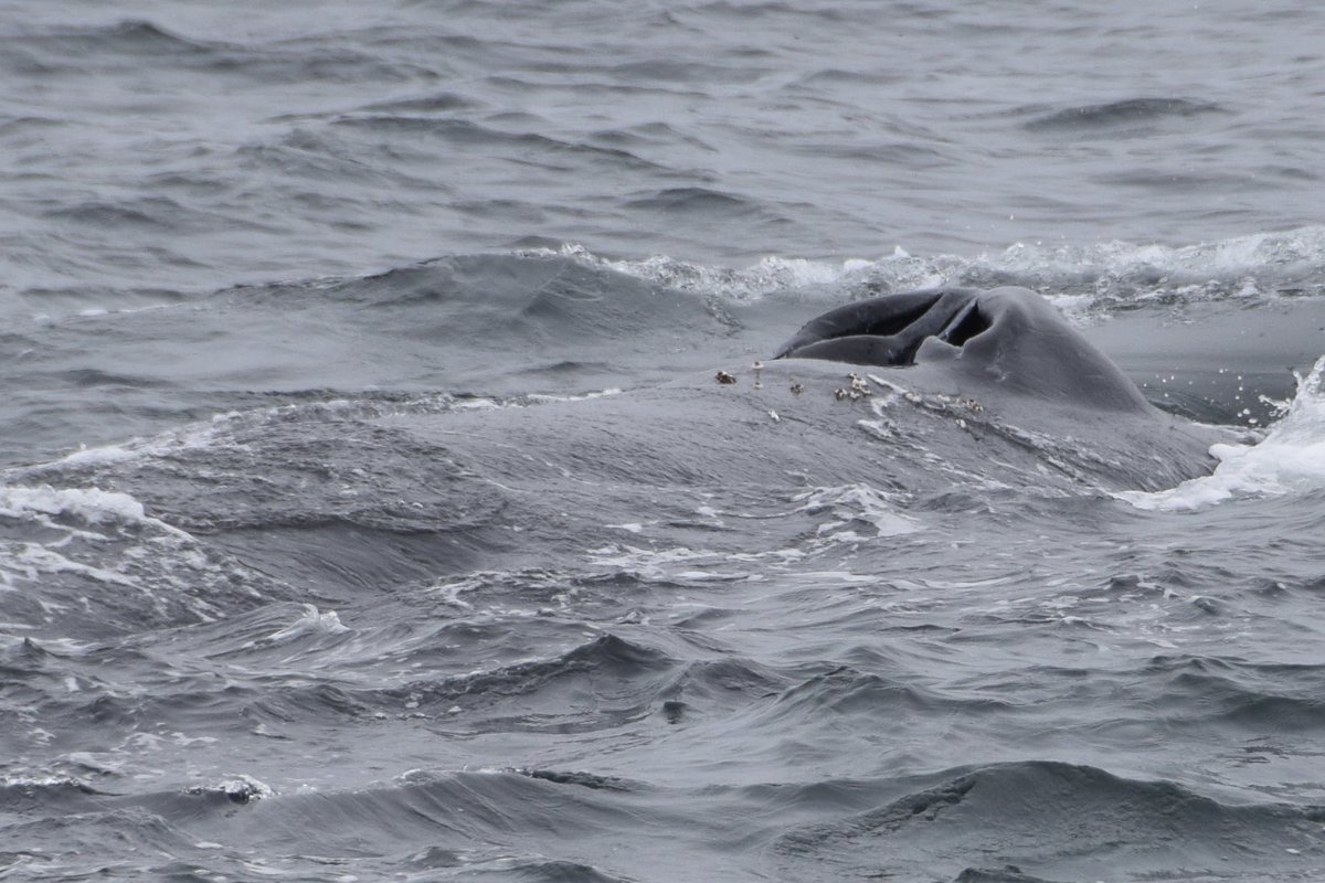 Vincent Ammann tweet media