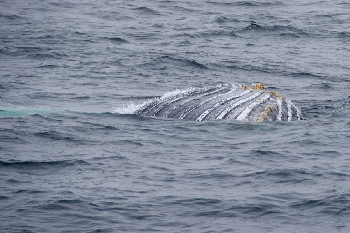 Vincent Ammann tweet media