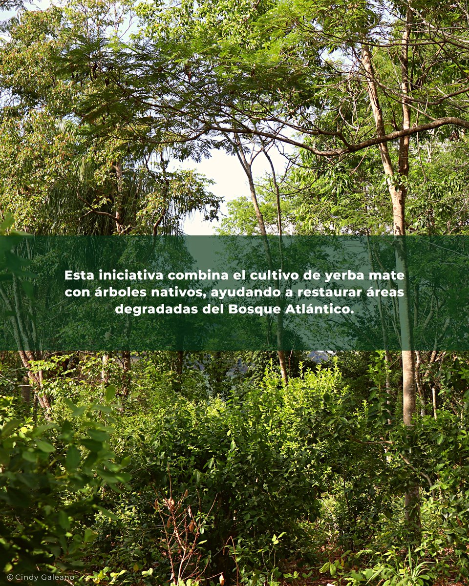 🌍✨ En este Día Mundial del Medio Ambiente, celebramos soluciones que restauran la tierra y cuidan la vida.

Desde Guyra Paraguay, impulsamos la yerba mate orgánica agroforestal, una forma de producir regenerando el Bosque Atlántico y fortaleciendo a las comunidades locales