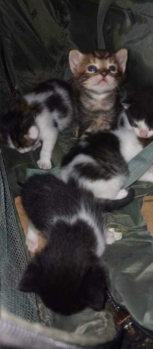 soyladeltango's tweet photo. No sé si les conté pero mi gata parió en el placard
Así que peluditos en adopción 🩷 https://t.co/XkUT90F94X
