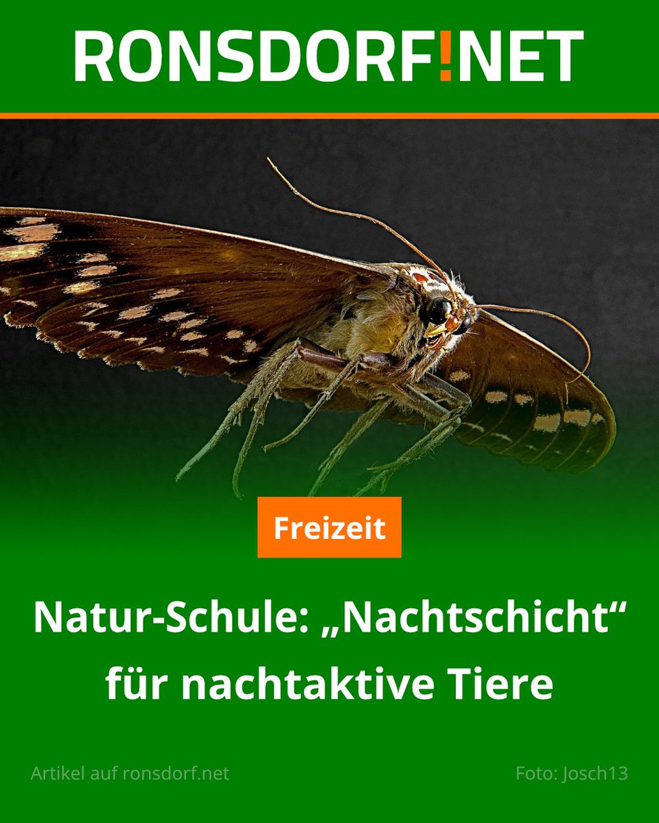 Wer besondere Tiere beobachten möchte, der muss am Freitag in der Natur-Schule Grund eine „Nachtschicht“ einlegen...

Zum Artikel geht es hier:
ronsdorf.link/xnulc

#Wuppertal #Ronsdorf #Hochbarmen #Remscheid #Lüttringhausen #Morsbachtal #NaturSchuleGrund #Nachtfalter #Nacht