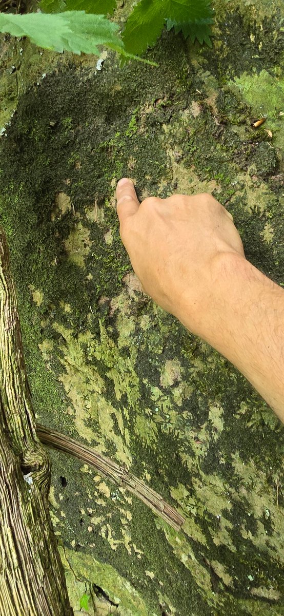 Jamie warren (@jamiewa50042387) on Twitter photo Rossetti's Pouncewort (Cololejeunea rossettiana) growing over Marchesinia mackaii on a limestone rockface at Coldwell Rocks in the Wye valley last weekend <a href="/BBSbryology/">BBSBryology</a> Rossetti's Pouncewort (Cololejeunea rossettiana) growing over Marchesinia mackaii on a limestone rockface at Coldwell Rocks in the Wye valley last weekend <a href="/BBSbryology/">BBSBryology</a>